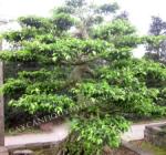SANH NAM ĐIỀN 12