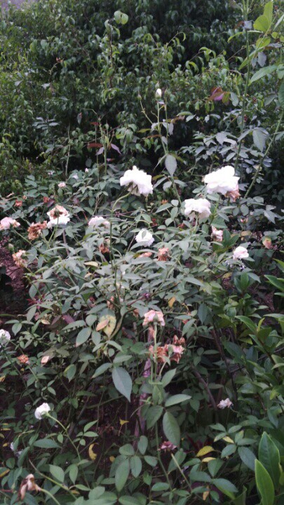 Hoa hồng bạch ho