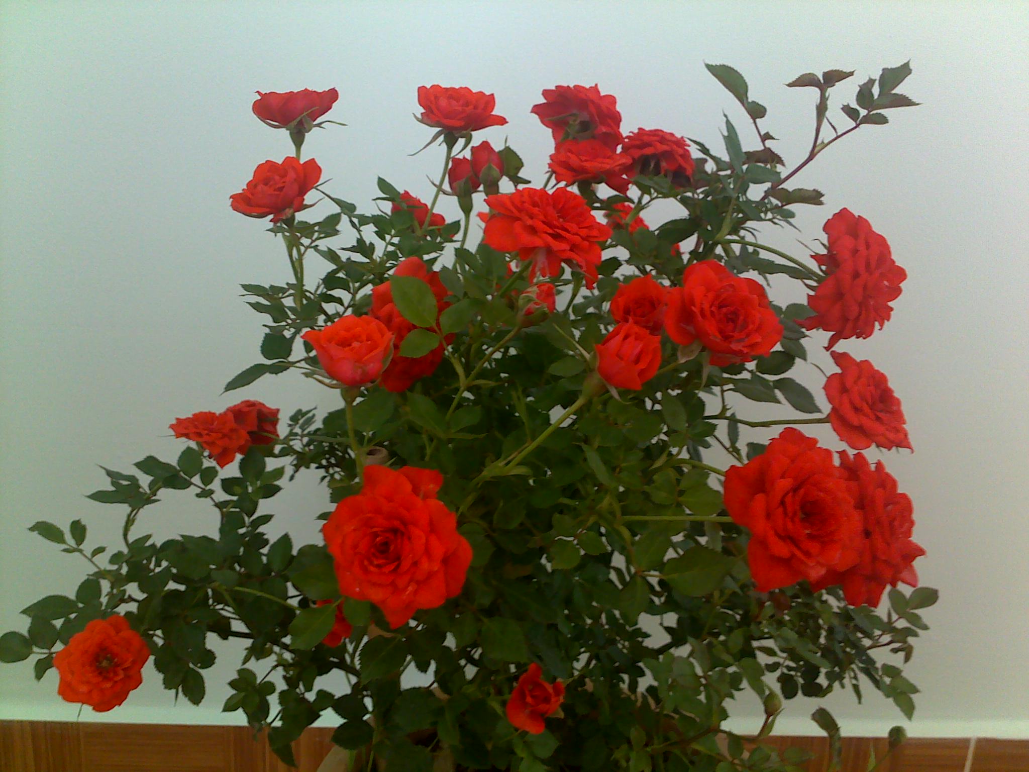 Hoa hồng tỉ muội